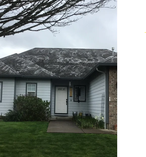 A Marion County residential roof with green moss growth removed from asphalt shingles, showing clean shingle surfaces after professional moss treatment. The home is surrounded by mature trees typical of Willamette Valley neighborhoods.
