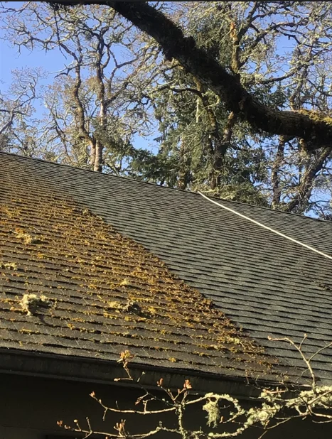 A Marion County residential roof with asphalt shingles showing dark algae streaks on the left half and a clean, restored surface on the right half after soft wash roof cleaning. A First Aid Roof Care technician applies low-pressure solution from the roofline while surrounding landscaping is protected below.